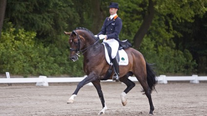 florencio, team nijhof, stallion, hengst, hans peter minderhoud, dressuur