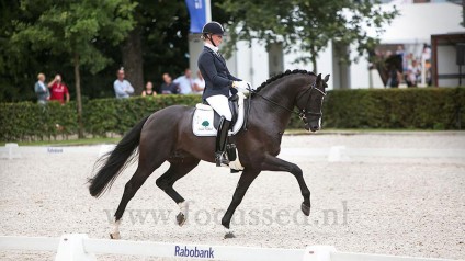 firestone, dressage, stallion, hengst, team bijhof