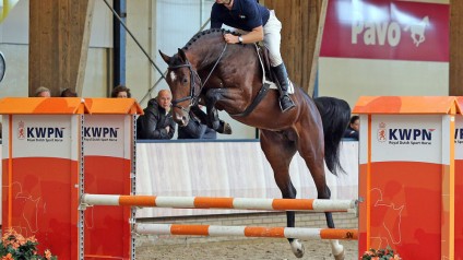 grandorado, hengsten, stallions, team nijhof, jumping