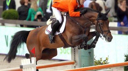 verdi, team nijhof, stallion, hengst, jumping