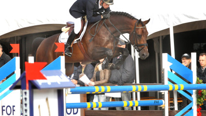 team nijhof, hengst, stallion