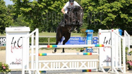 hengsten, stallions, jumping, team nijhof