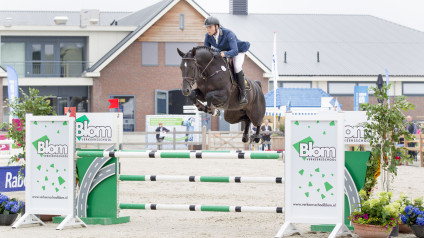 floris, stallion, hengst, team nijhof