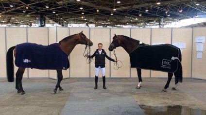 johnson, verdi, team nijhof, dressage, jumping, stallion, hengst