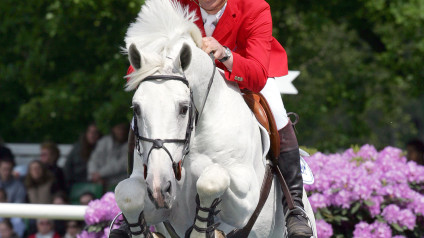 larino, hengst, stallion, team nijhof, hengstenhouder, fokkerij