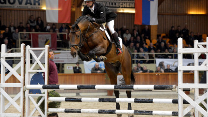 hengst, stallion, hengstenhouder, latour, team bijhof, dekhengst