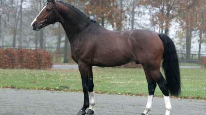 hengst, stallion, zambesi, team nijhof, hengstenhouder