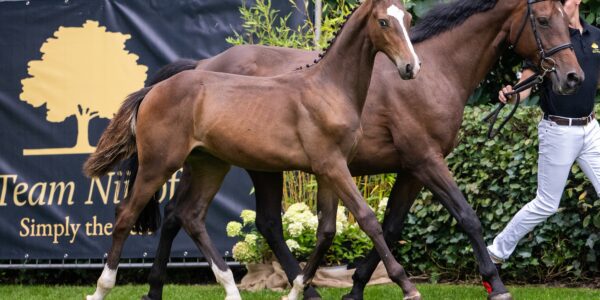 Team Nijhof Foal Market 2024 online